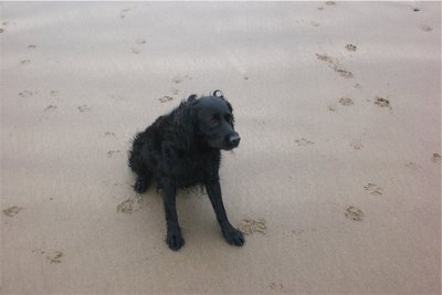 Suki at the Beach